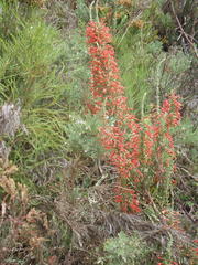 Erica curviflora curviflora