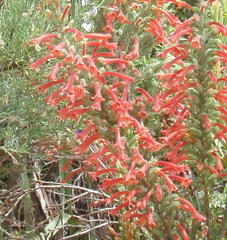Erica curviflora curviflora