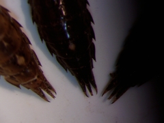 Boyeria vinosa
