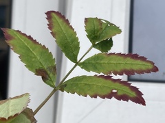 Xylella fastidiosa