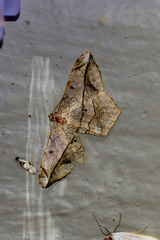 Chiasmia simplicilinea