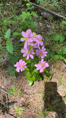 Sabatia capitata