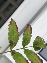 Xylella fastidiosa