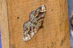 Mimoclystia explanata