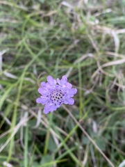 Cephalaria transsylvanica