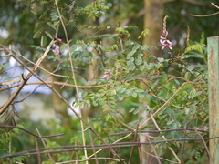 Indigofera cassioides
