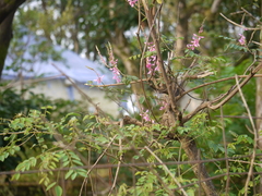 Indigofera cassioides