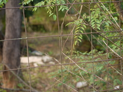 Indigofera cassioides