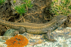 Liolaemus walkeri