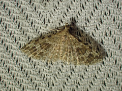 Alucita adriendenisi