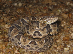 Bothrops neuwiedi