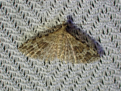 Alucita adriendenisi