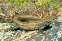 Liolaemus walkeri
