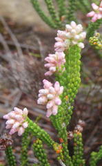 Erica petraea