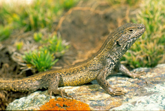 Liolaemus walkeri