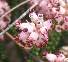 Erica petraea