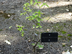Viburnum grandiflorum
