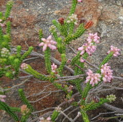 Erica petraea