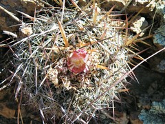 Echinofossulocactus ochoterenaus