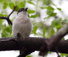 Dryoscopus cubla cubla