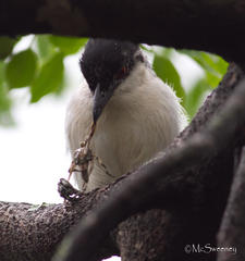 Dryoscopus cubla cubla