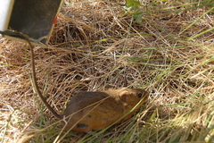 Holochilus brasiliensis