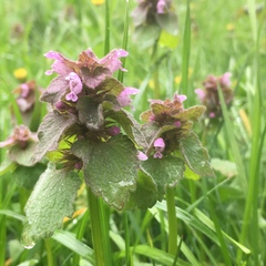 Lamium purpureum purpureum