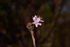 Ehretia rigida rigida