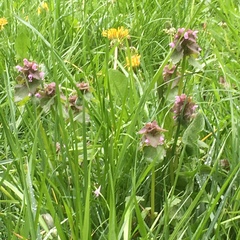 Lamium purpureum purpureum