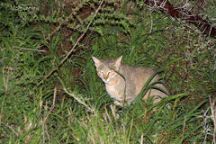 Felis lybica cafra