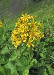 Ligularia subsagittata