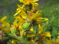 Ligularia subsagittata
