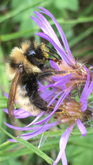 Bombus insularis