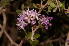 Ehretia rigida rigida
