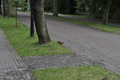 Sciurus vulgaris