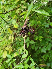 Sambucus nigra