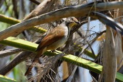 Cichladusa arquata