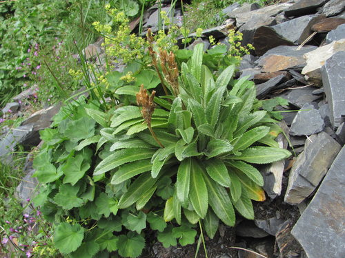Primula bayernii