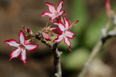 Adenium multiflorum image