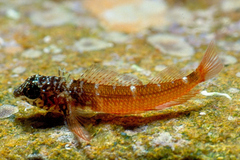 Tripterygion melanurus