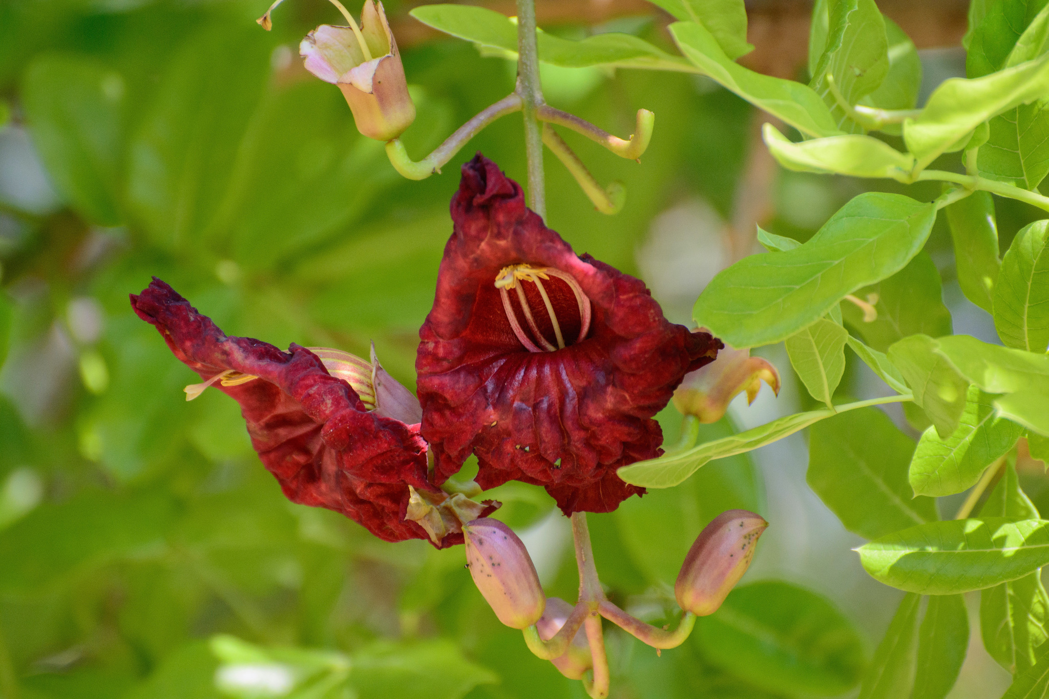 Kigelia africana