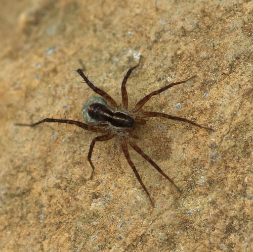 Pardosa luteola