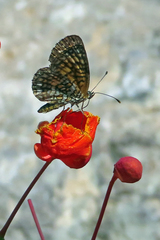 Chlosyne definita