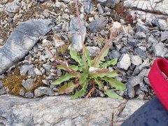 Taraxacum ceratophorum