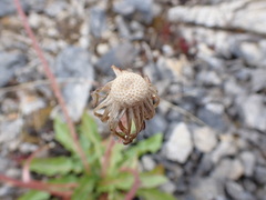 Taraxacum ceratophorum