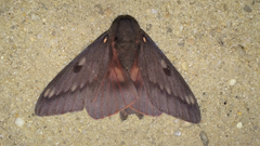 Citheronia sepulcralis