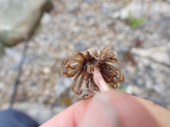 Taraxacum ceratophorum