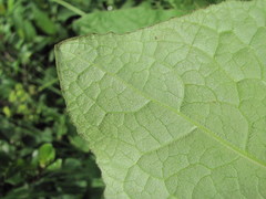 Ligularia subsagittata