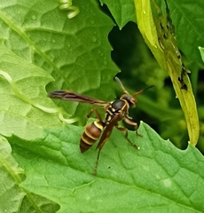 Polistes quadricingulatus