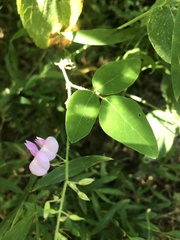 Desmodium canescens